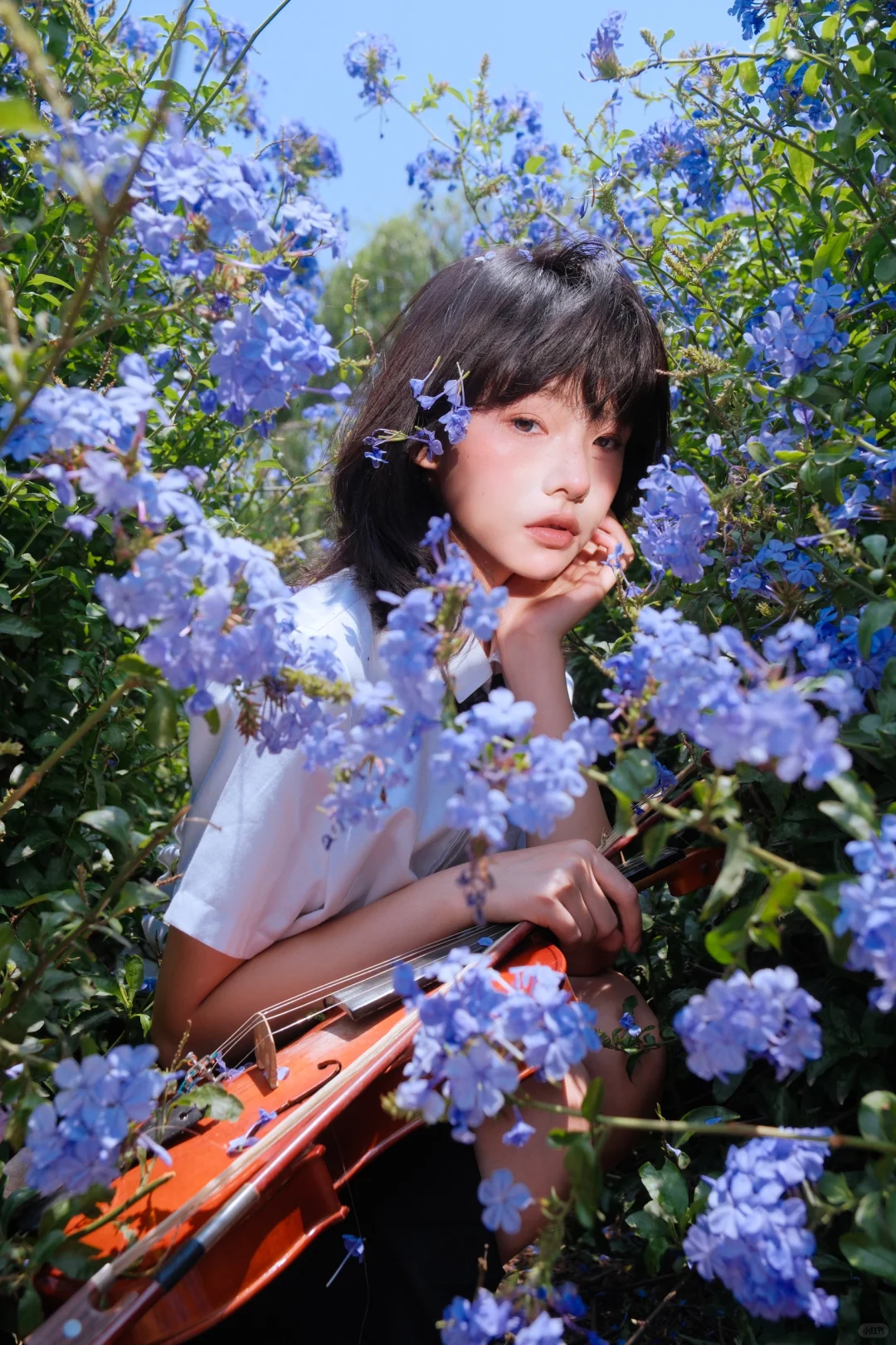 送你一曲蓝色乐章🎻