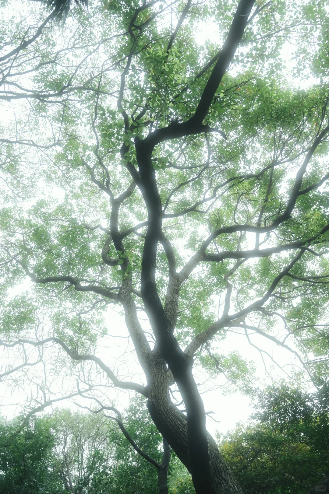中山新手互勉（5/20）椿是困不住的