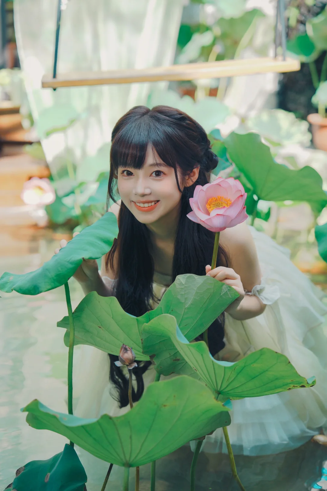🪷 荷花池中鹅 🦢