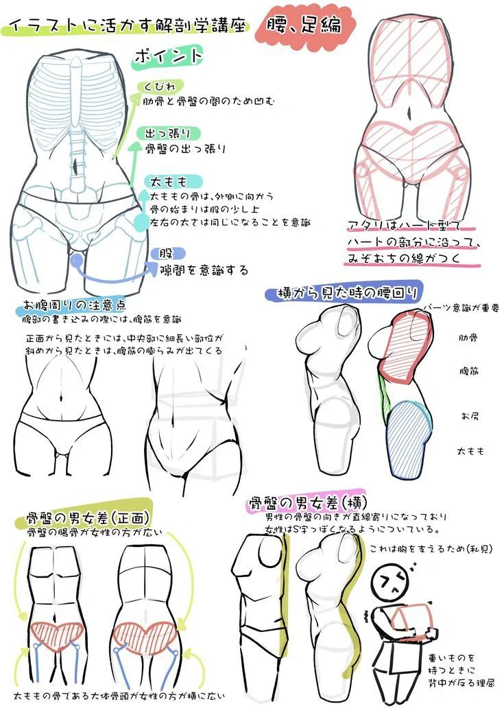 绘画参考|胯部