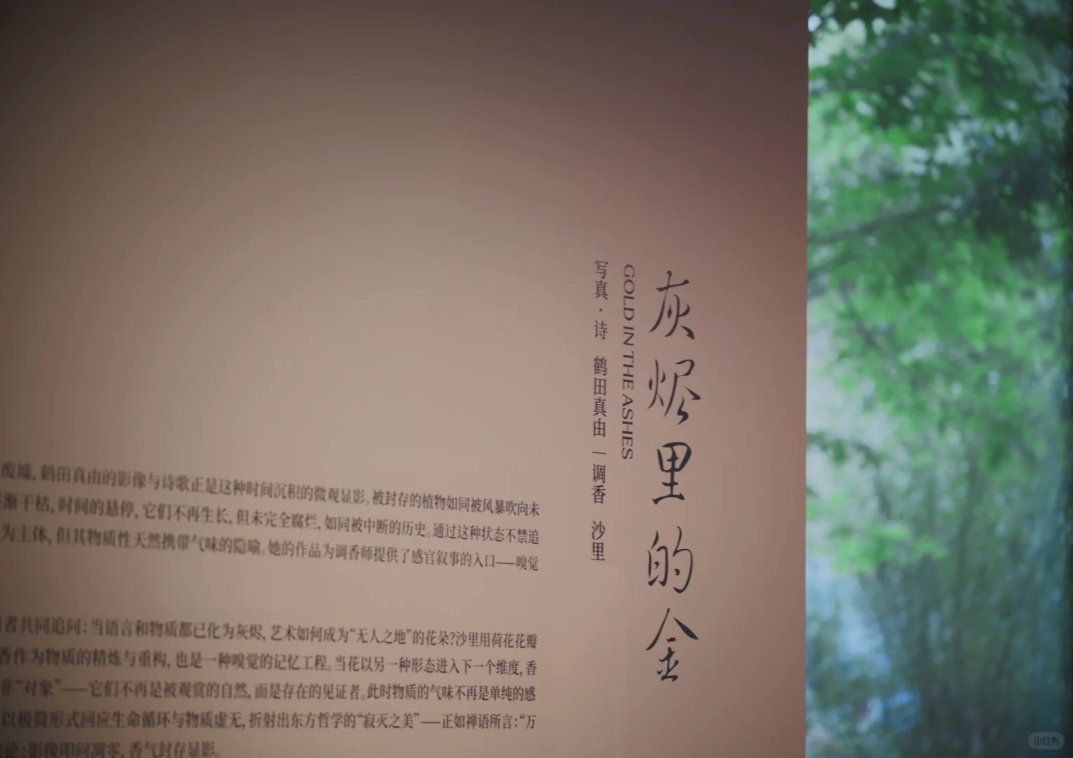 莲的香气、摄影、散文诗