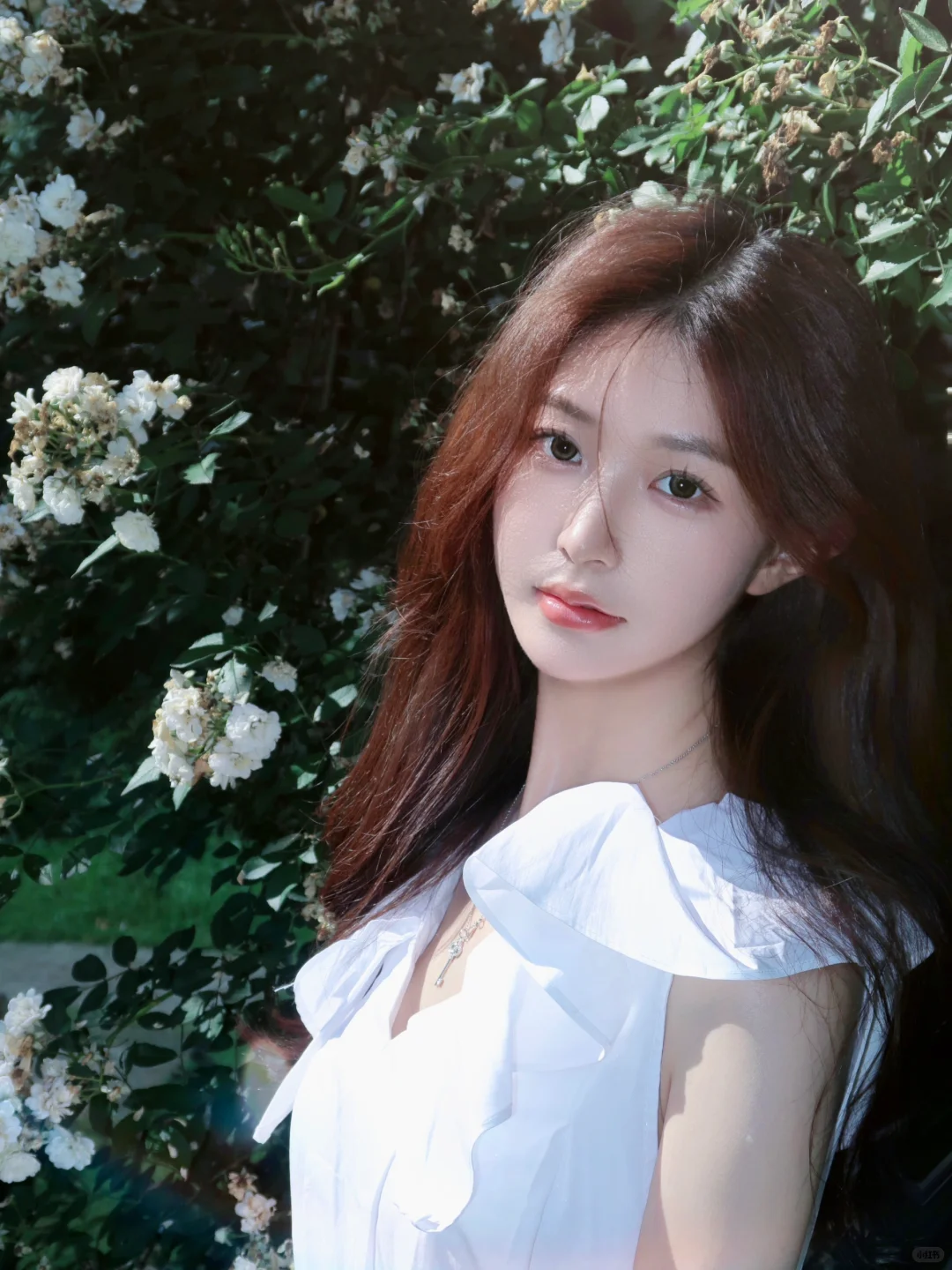 夏日🕊️