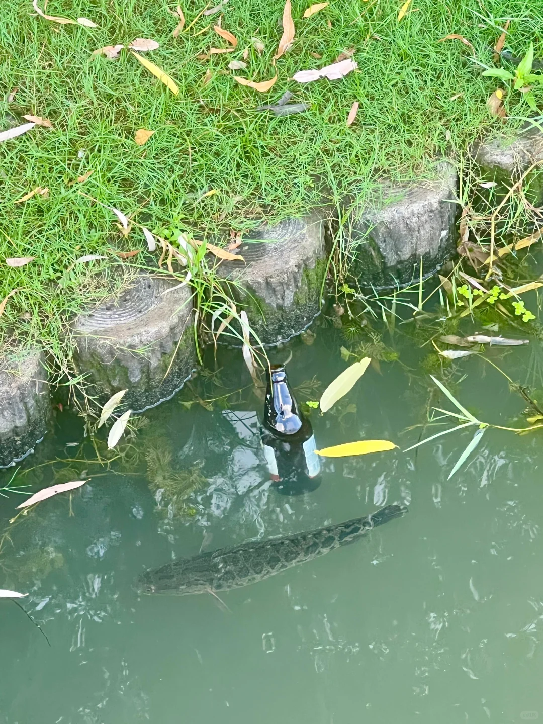 晨跑10km｜40岁长期跑步健身的身材长这样