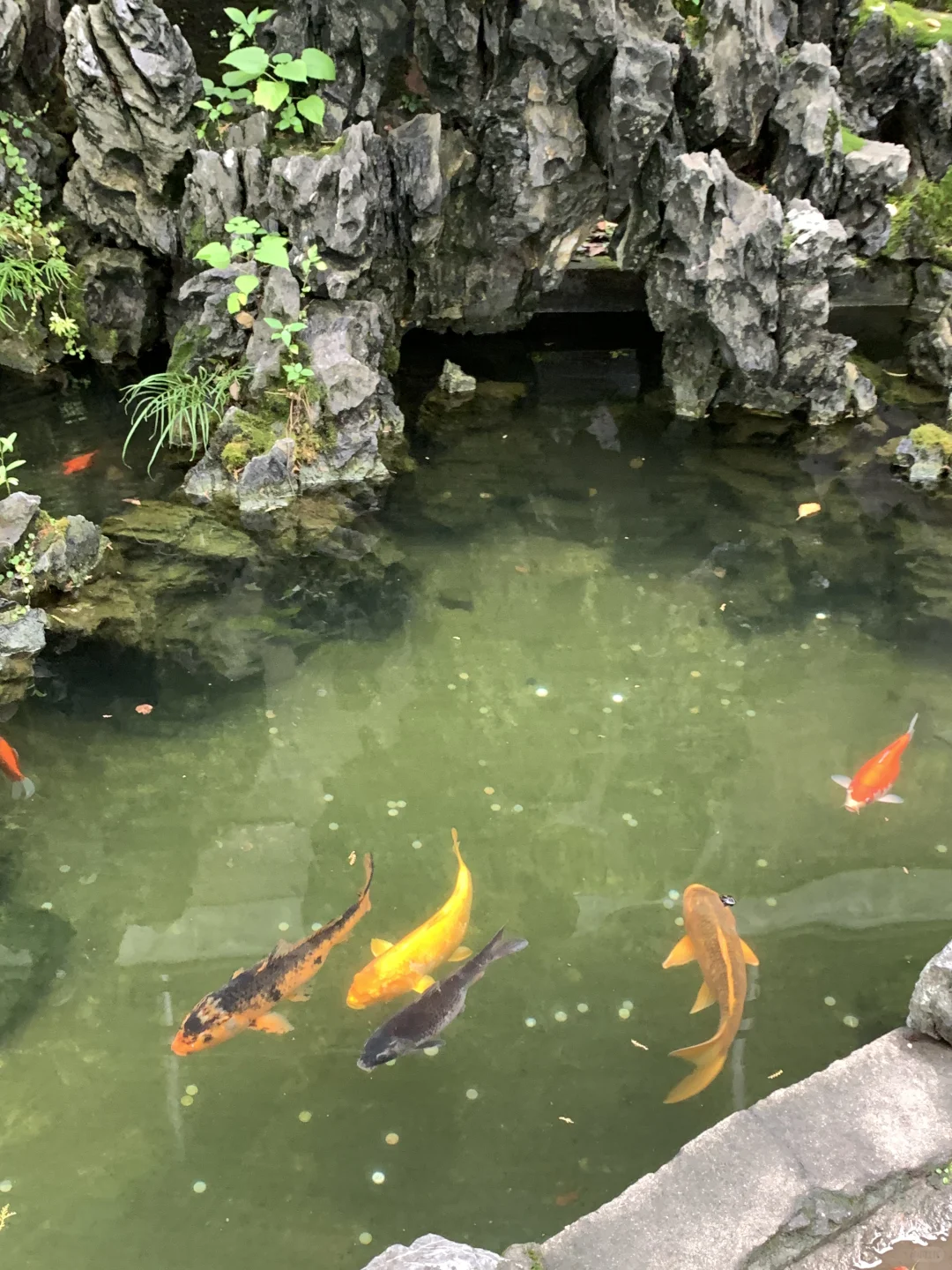 盛夏与蝉鸣🍃