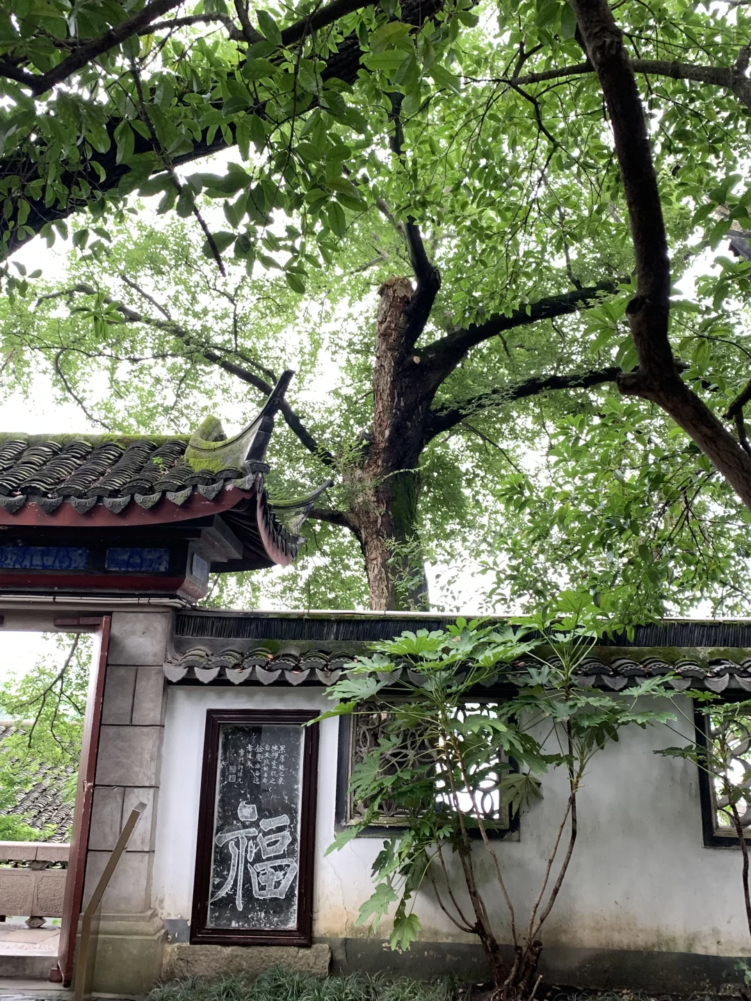 盛夏与蝉鸣🍃