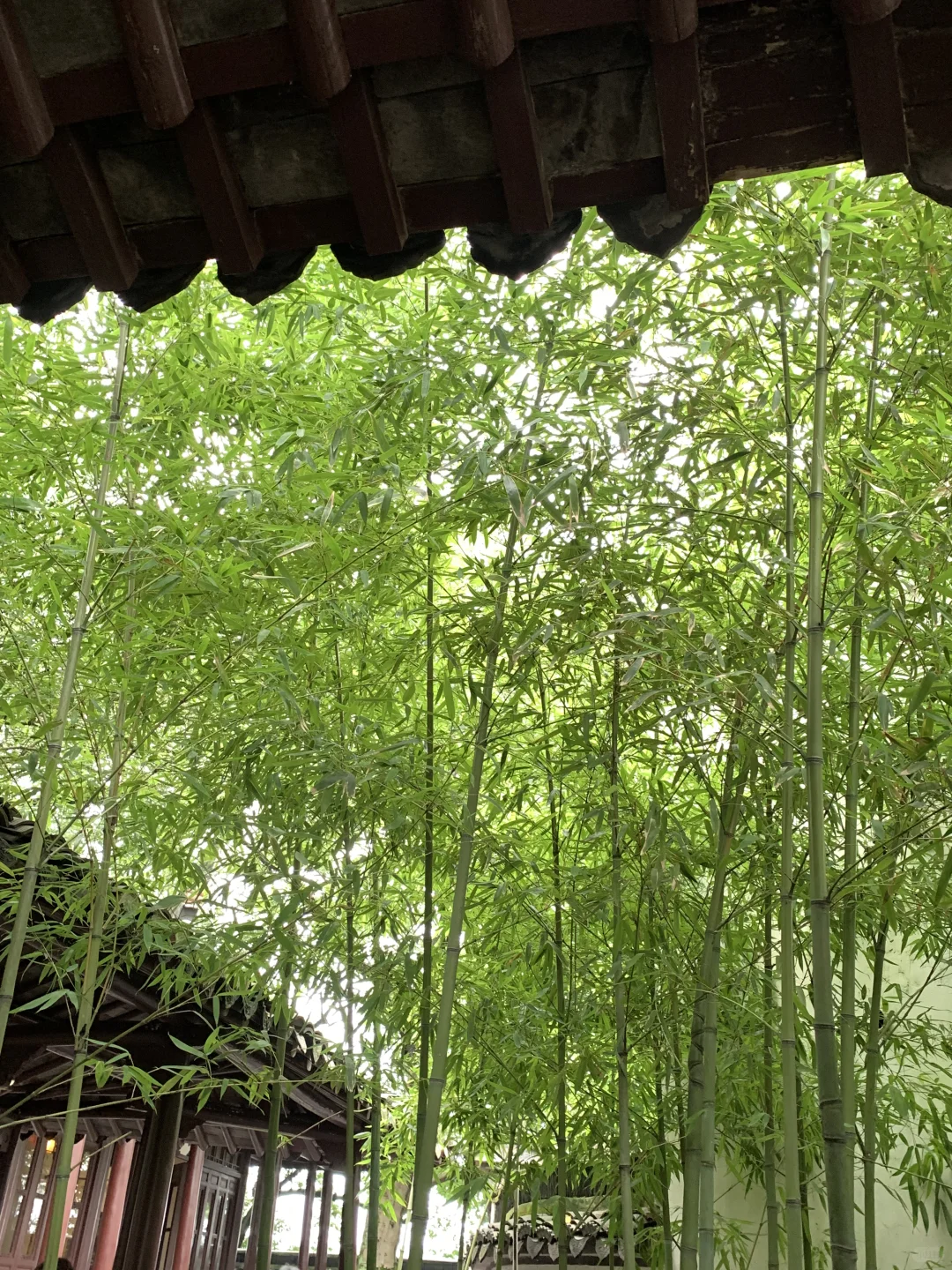 盛夏与蝉鸣🍃