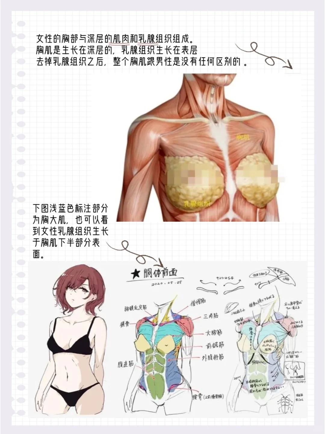 学透这12页纸，你画贫乳就很厉害了！！
