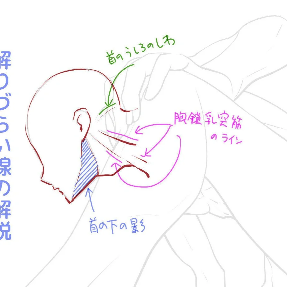 人体动态✨大透视