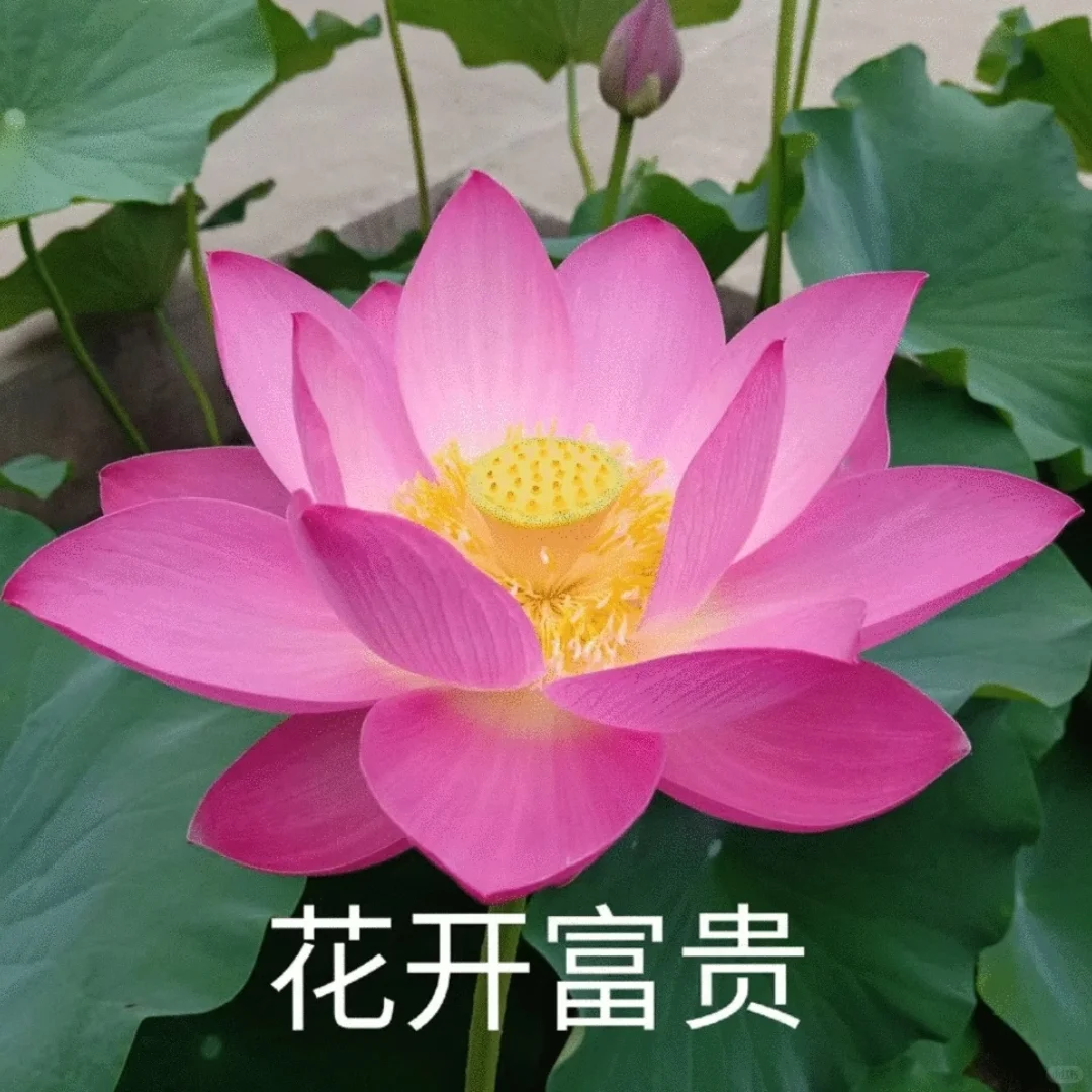 小众头像，最后一张美爆了