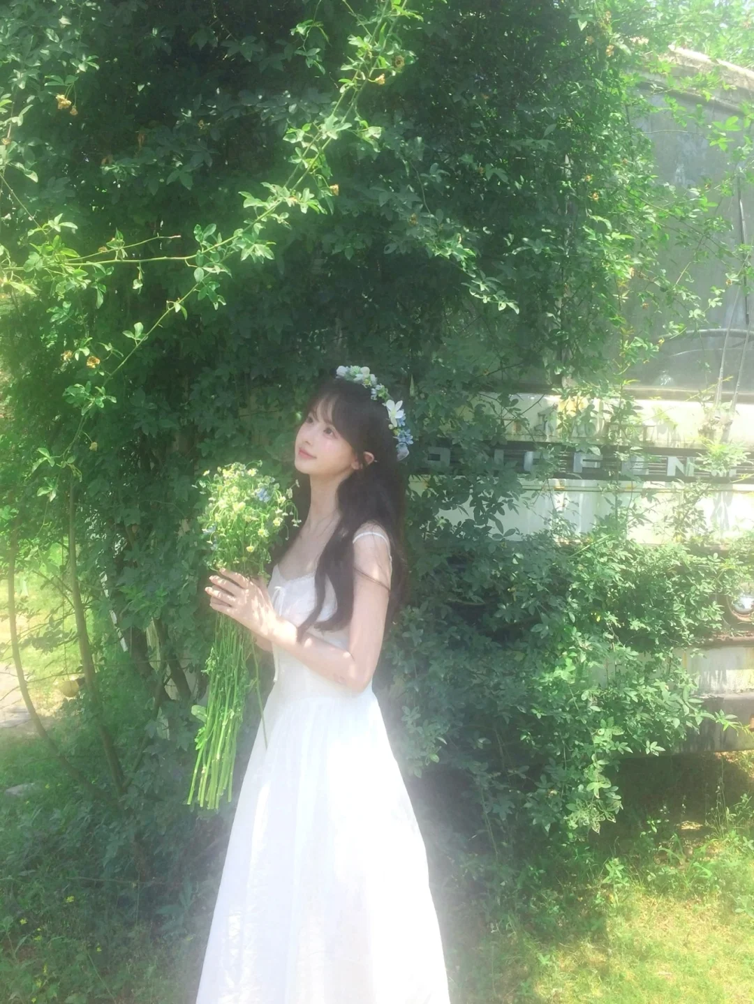 ˖ 🍃 ⁺仲夏夜之梦⊹˚₊