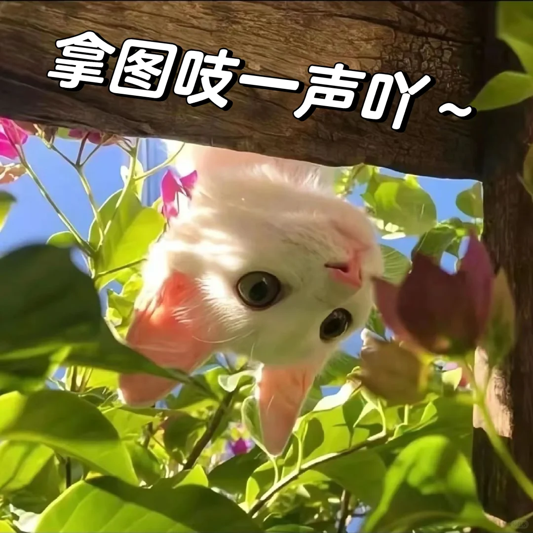 喜欢绿色，温柔而纯粹
