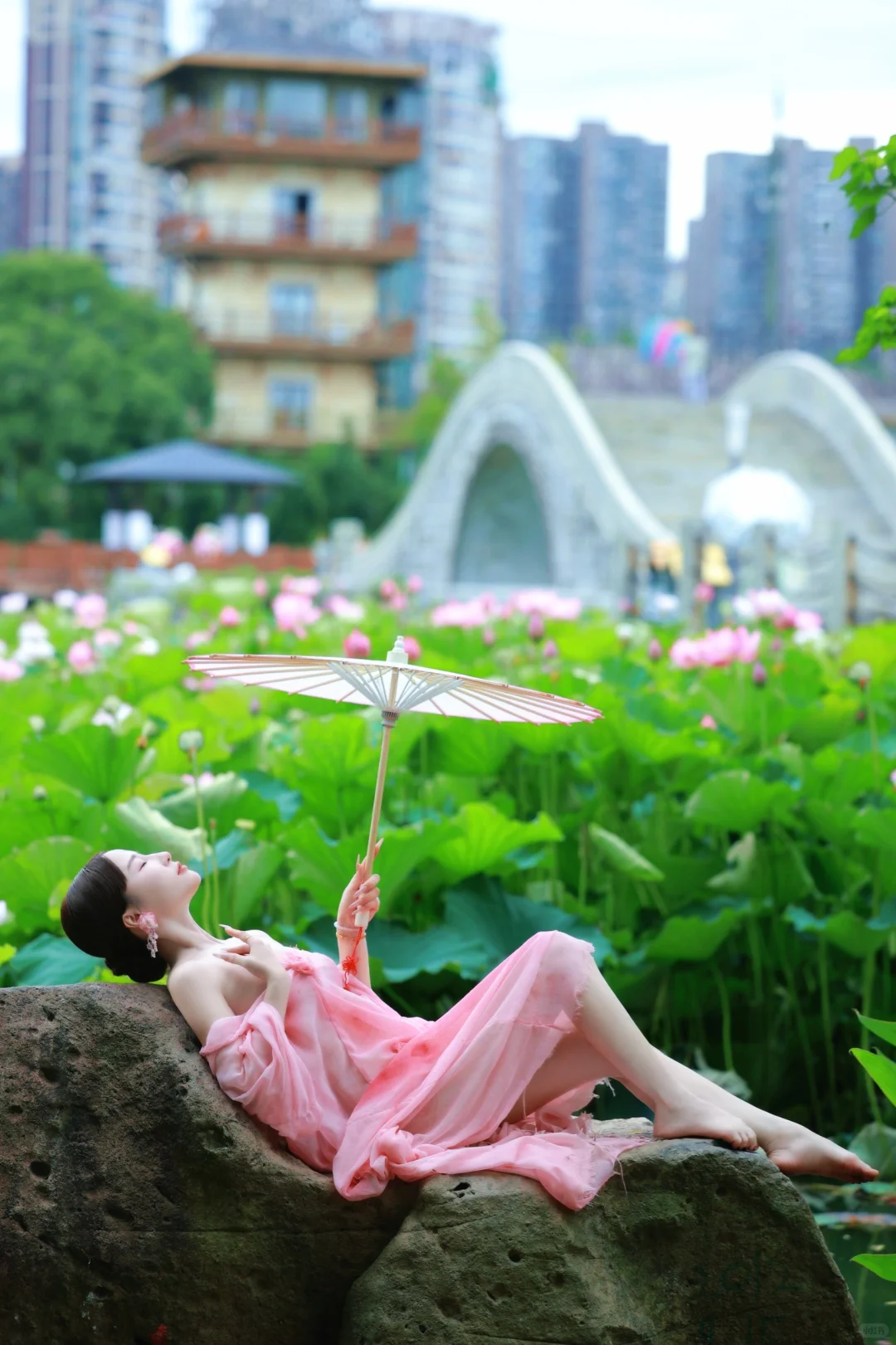 山有扶苏，隰有荷华🪷