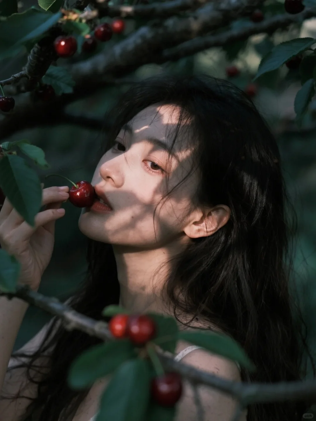 樱桃熟了🍒