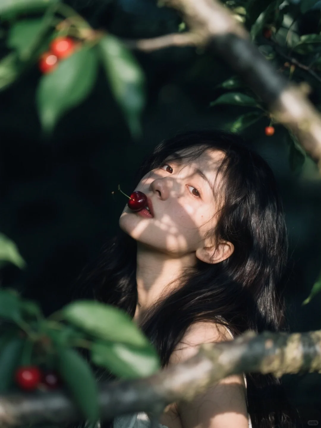 樱桃熟了🍒