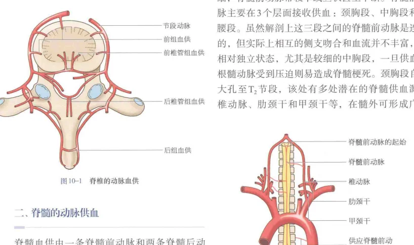 脊柱肿瘤学（第2版）PDF电子书