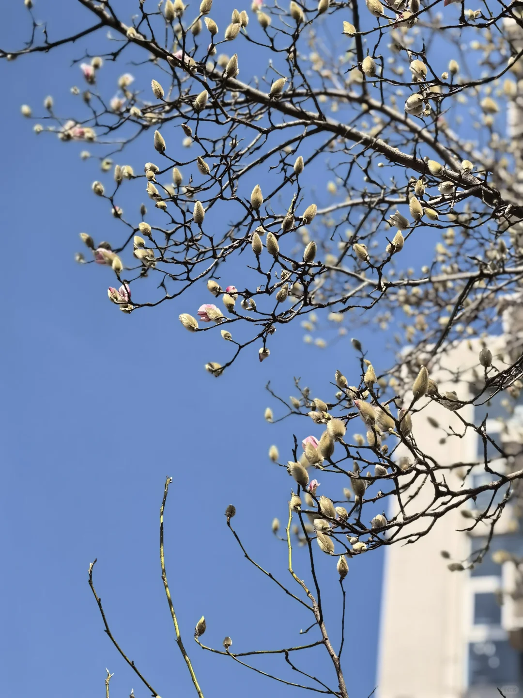 迎春玉兰🌸🌸