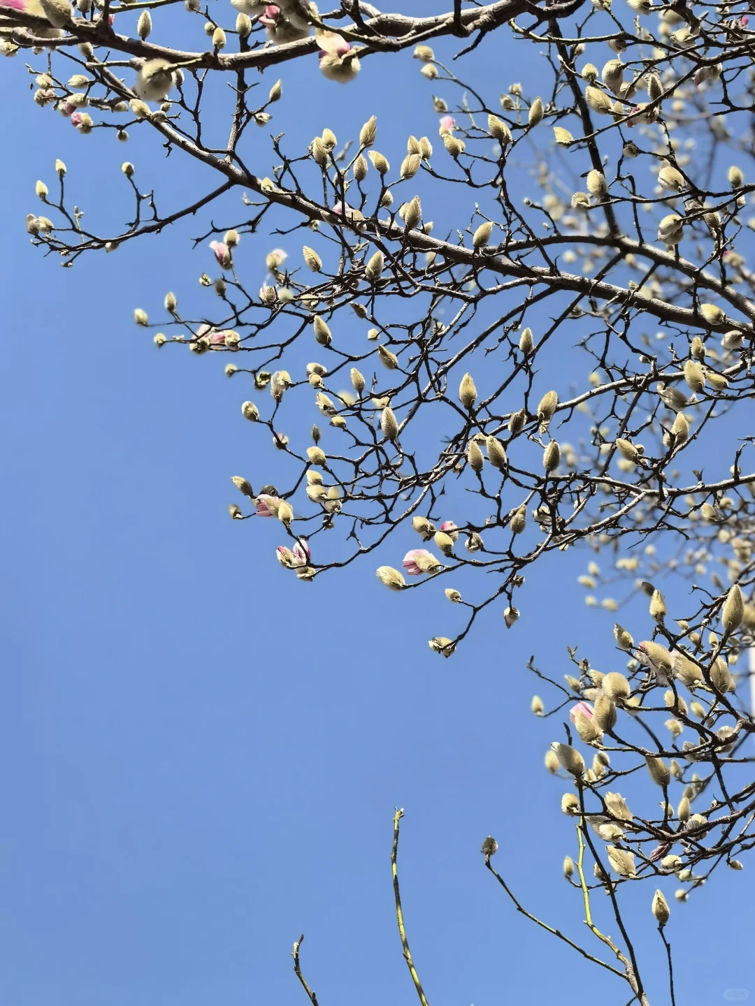 迎春玉兰🌸🌸