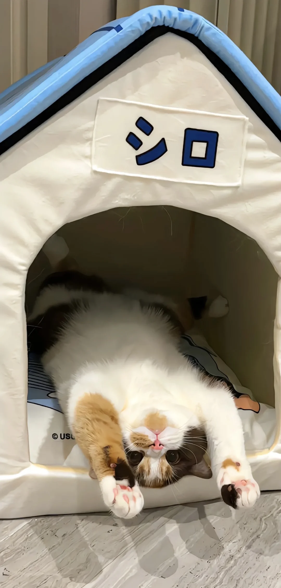 猫猫手机壁纸|聊天背景