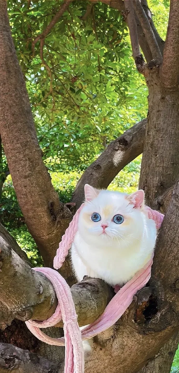 猫猫手机壁纸|聊天背景