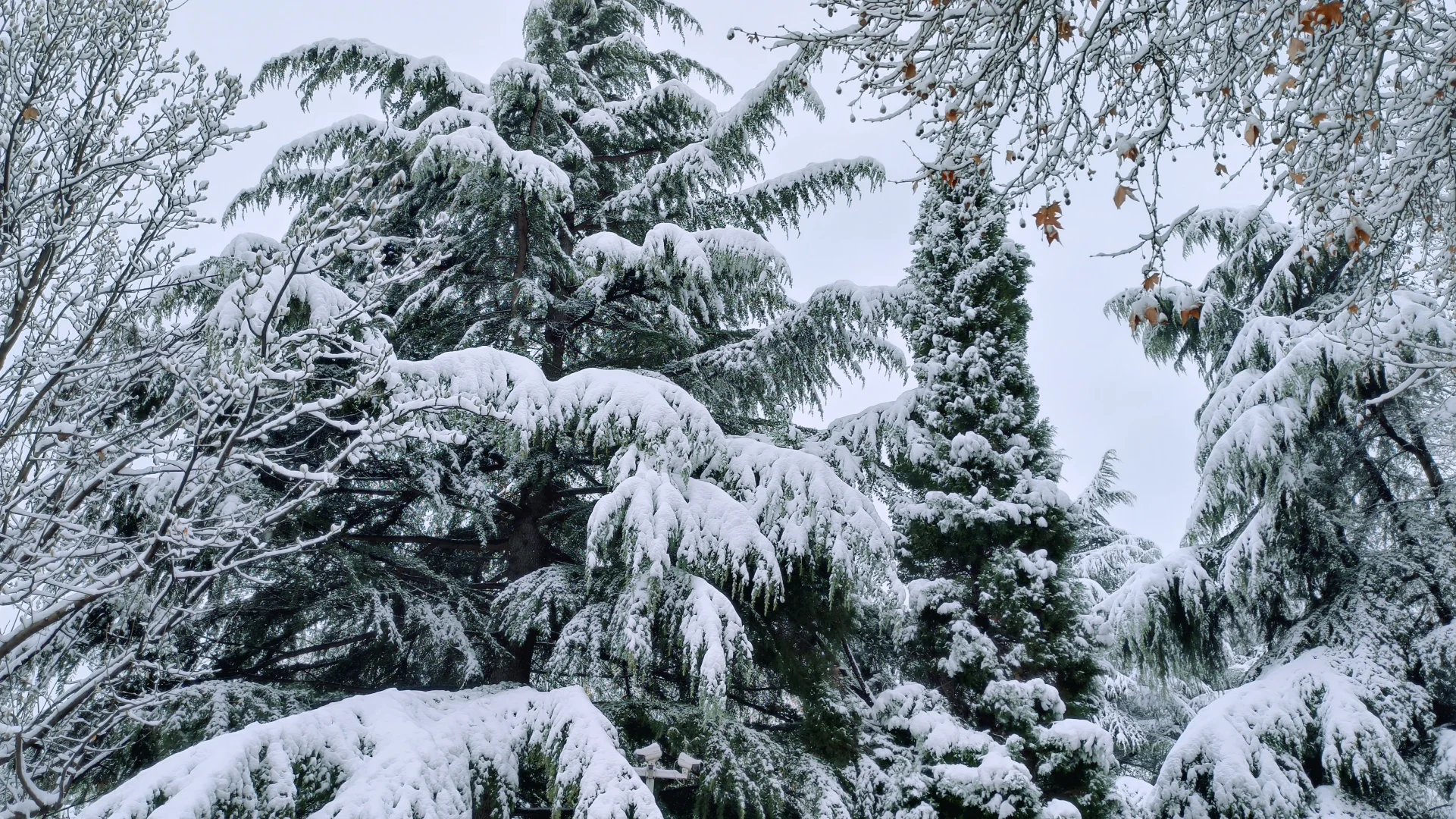 day1:在大雪围拥的安静中，慢慢成为自己❄