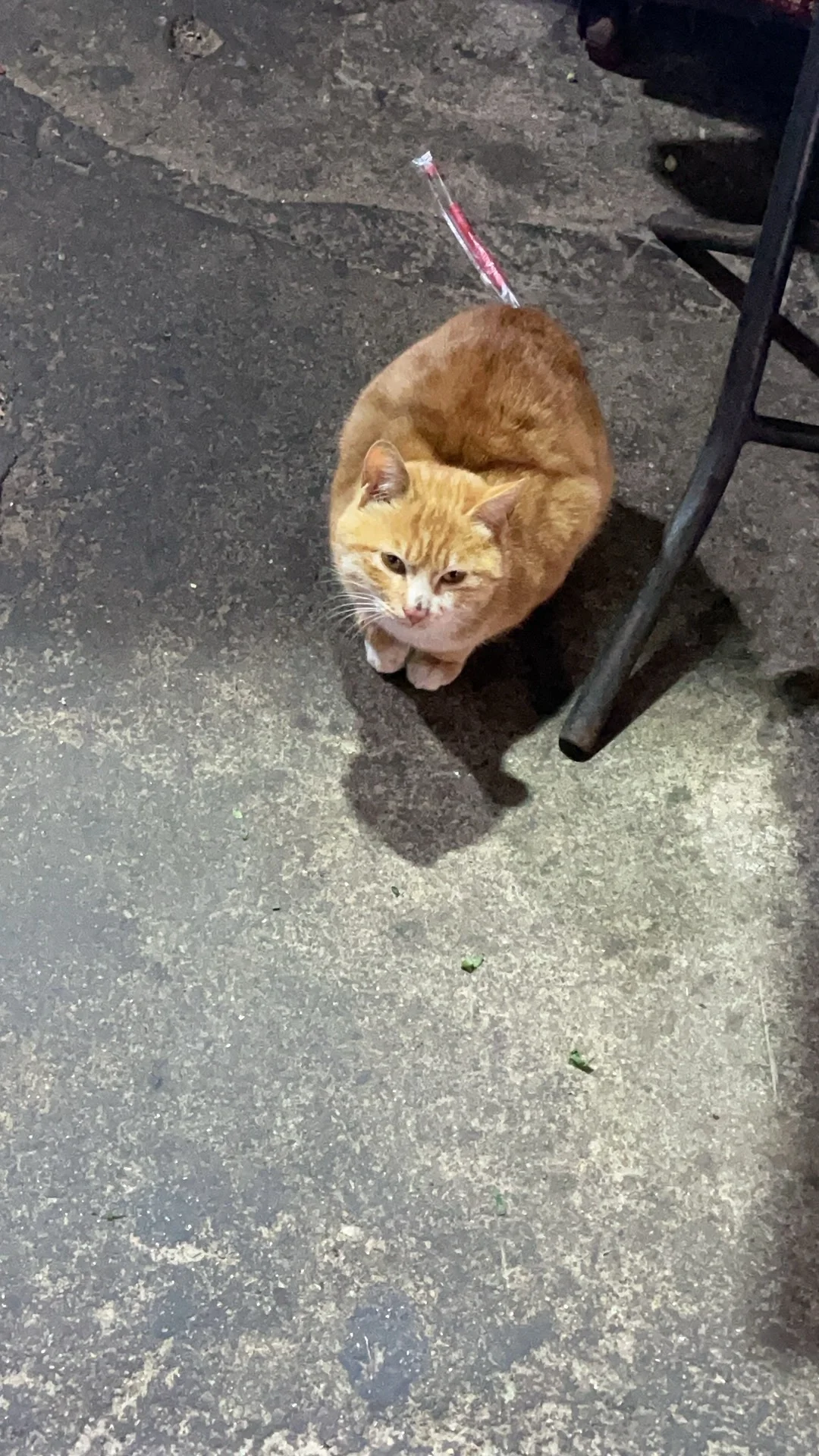 Zlib更新！小橘猫出没！🾩🾩🾩