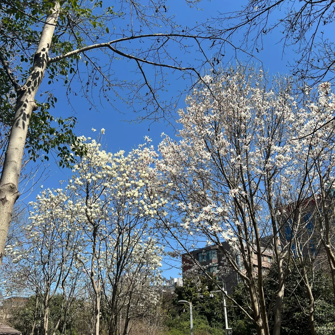 ireader更新版本之后没有导出到有道云了吗