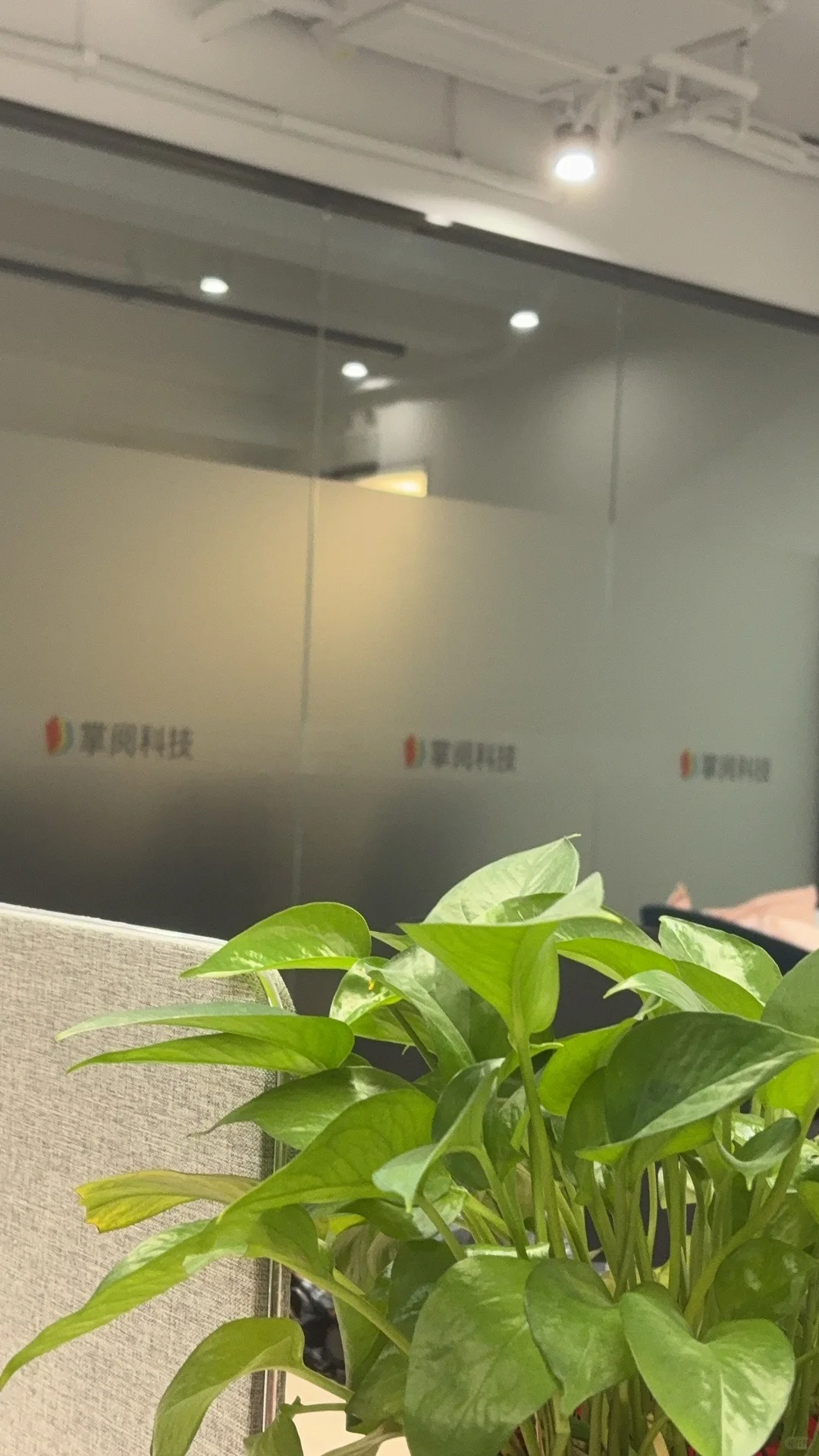 掌阅短剧过稿