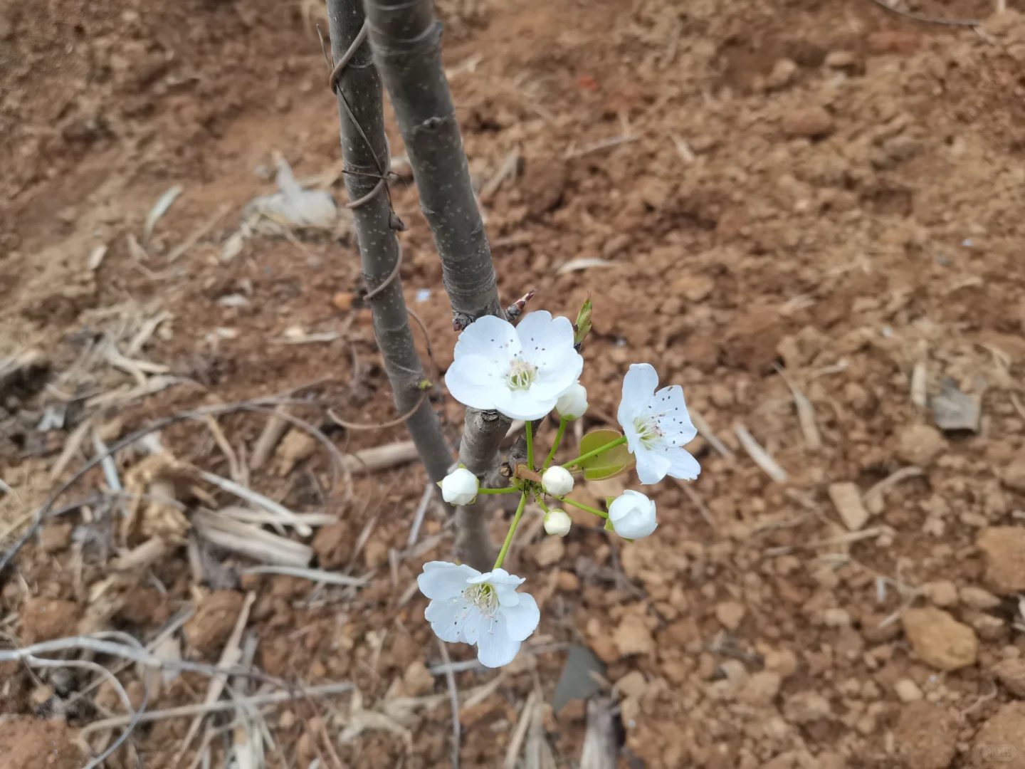 春天的花