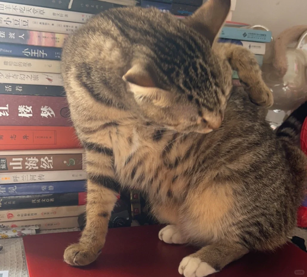 解锁掌阅考拉好编编