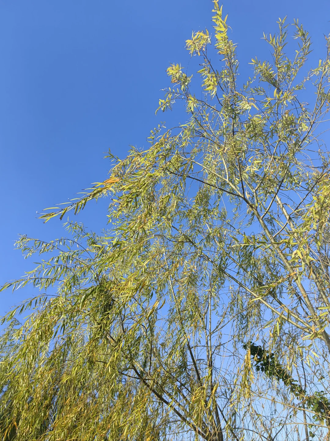 推荐书籍《自渡》