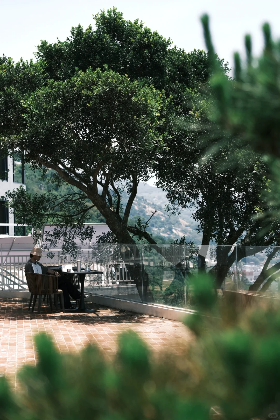 树下读书🌳