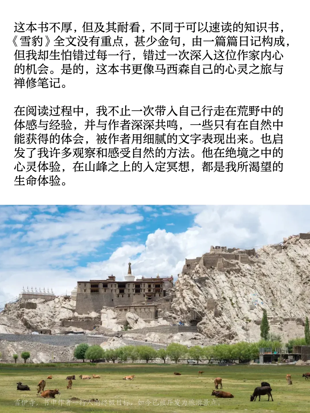 《雪豹》-在自然中寻找自己，一本禅修入门书