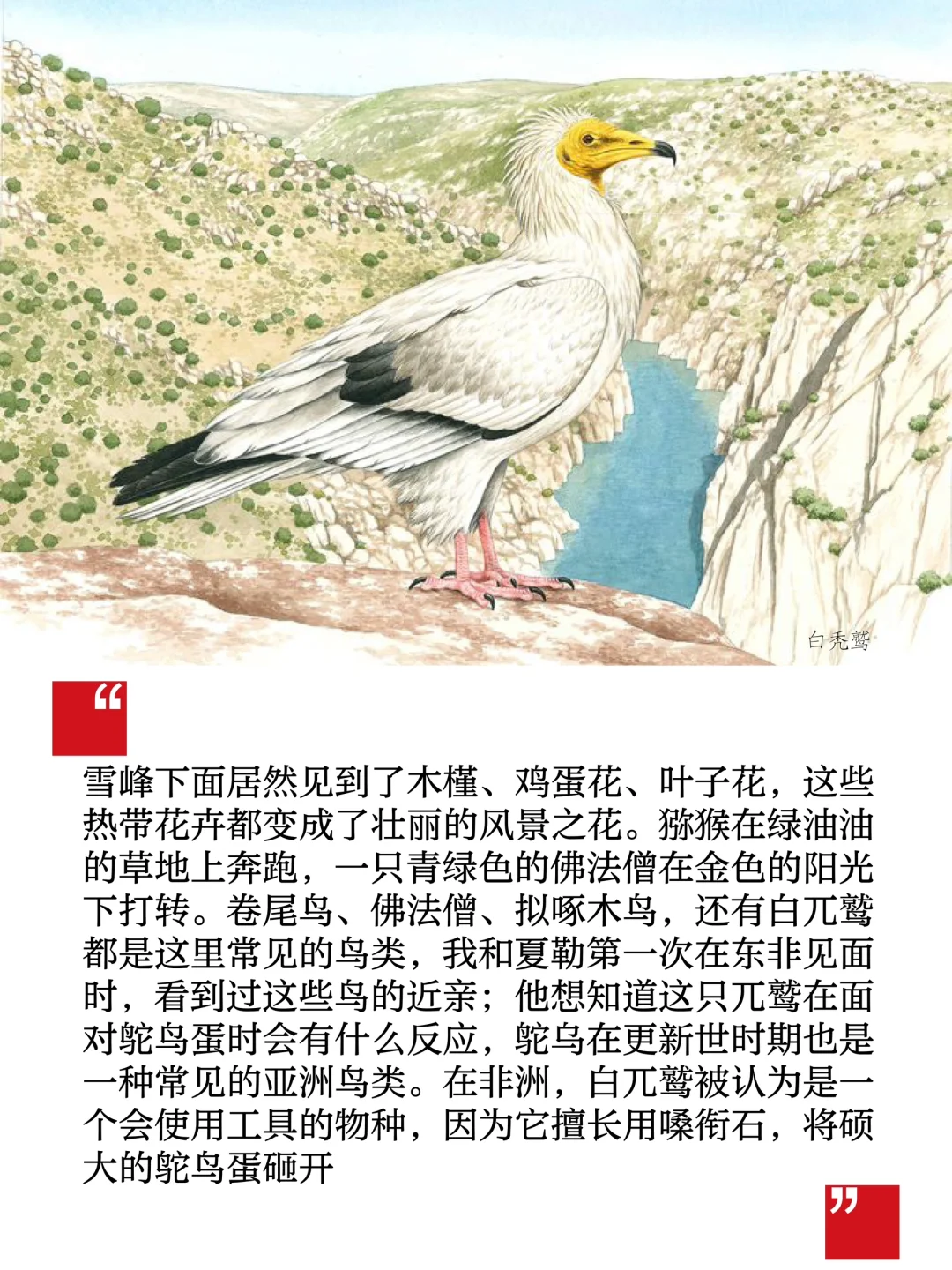 《雪豹》-在自然中寻找自己，一本禅修入门书