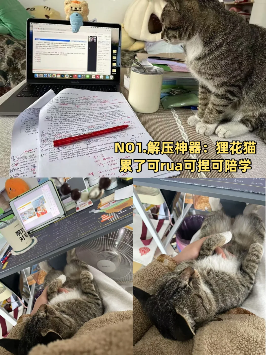 一些哄自己学习的好物分享