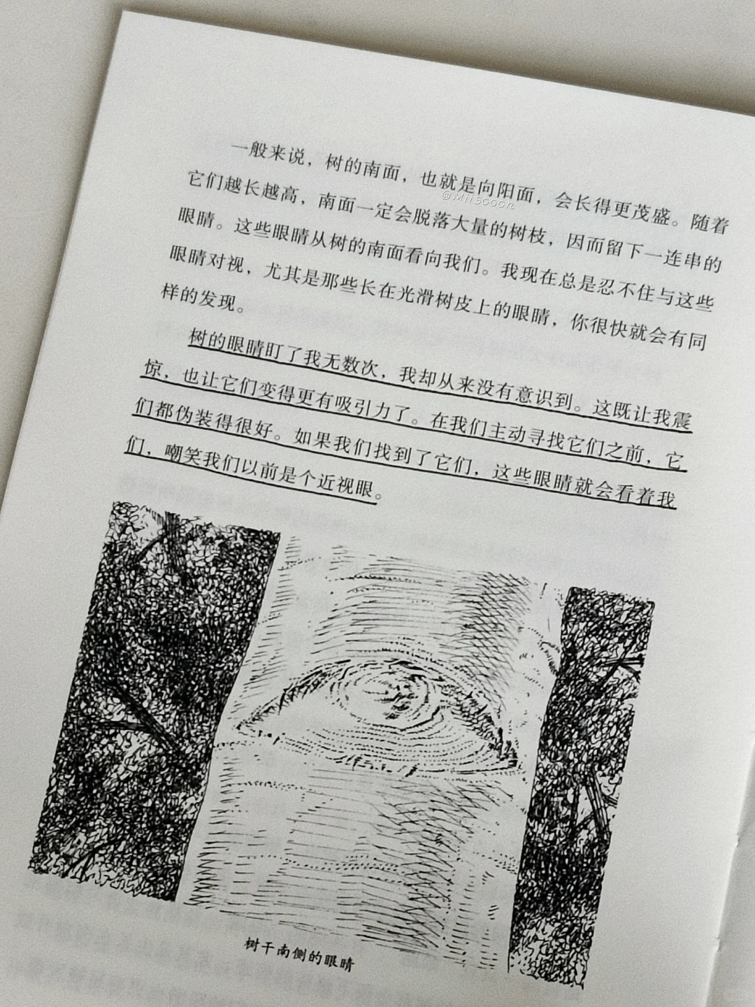 “树是绿色的湖泊。”