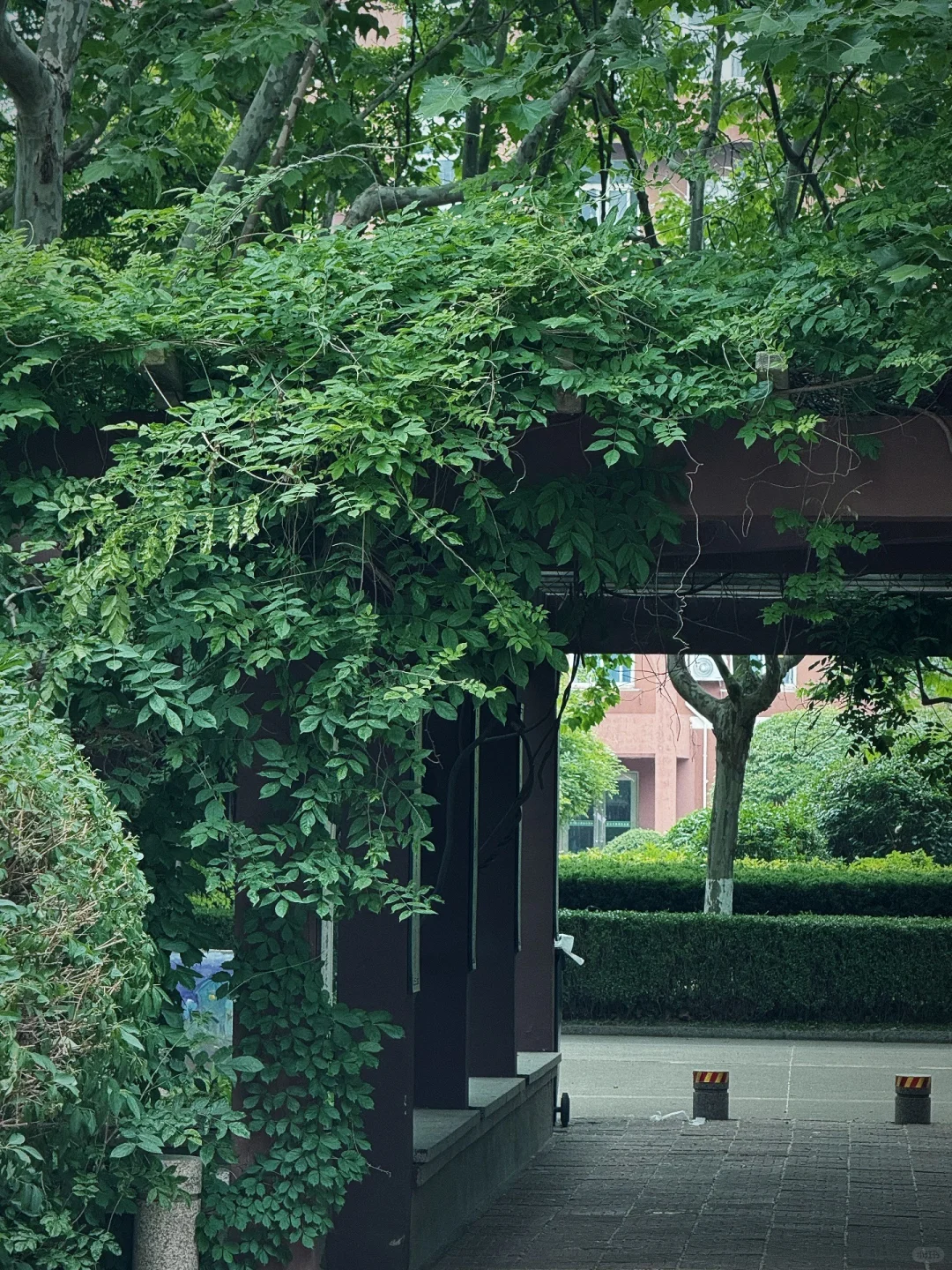 我的解压方式：阅读、散步、看树、不联系🌁
