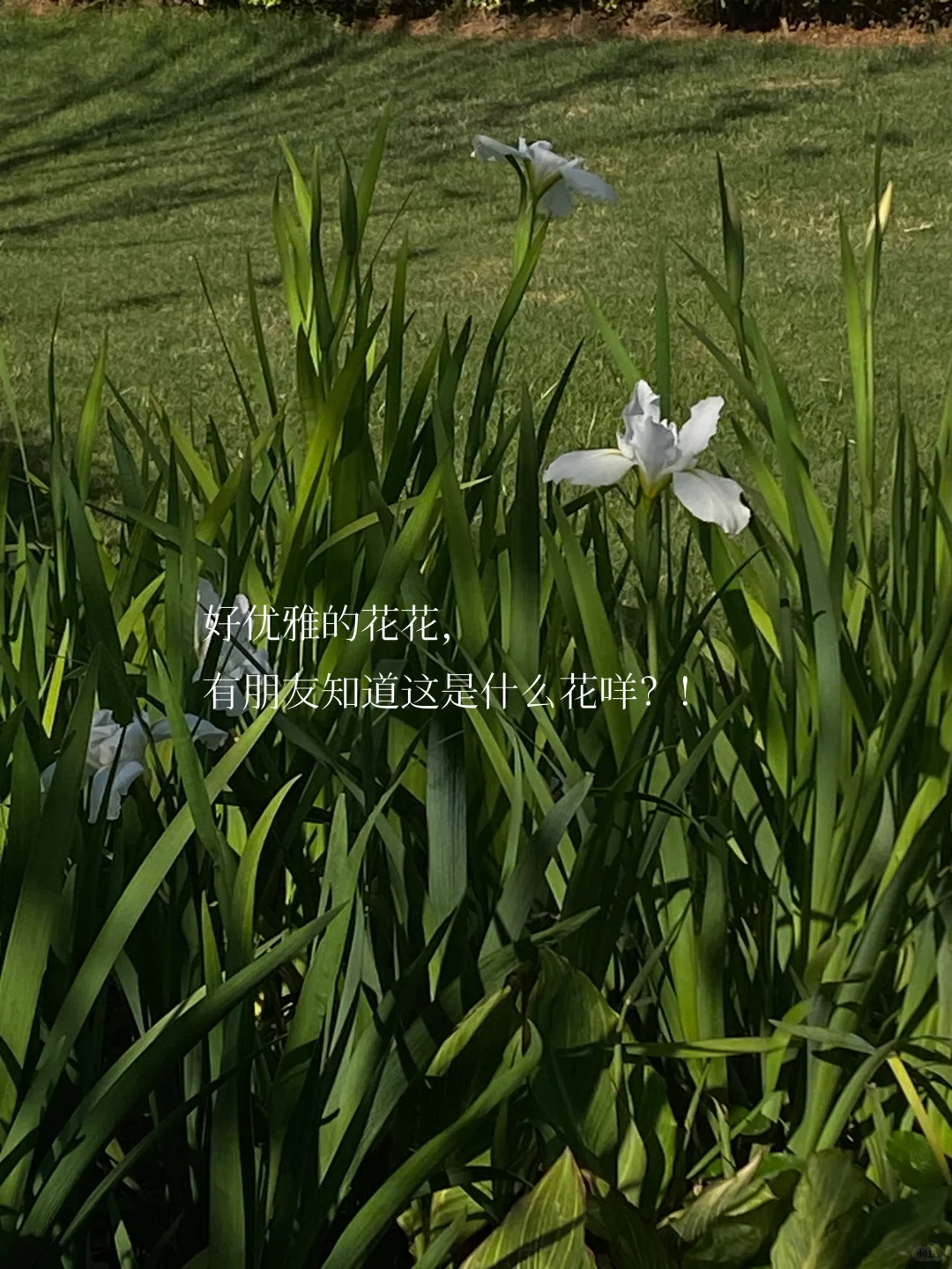 ：阅读遇到好的句子我会忍不住抄下来