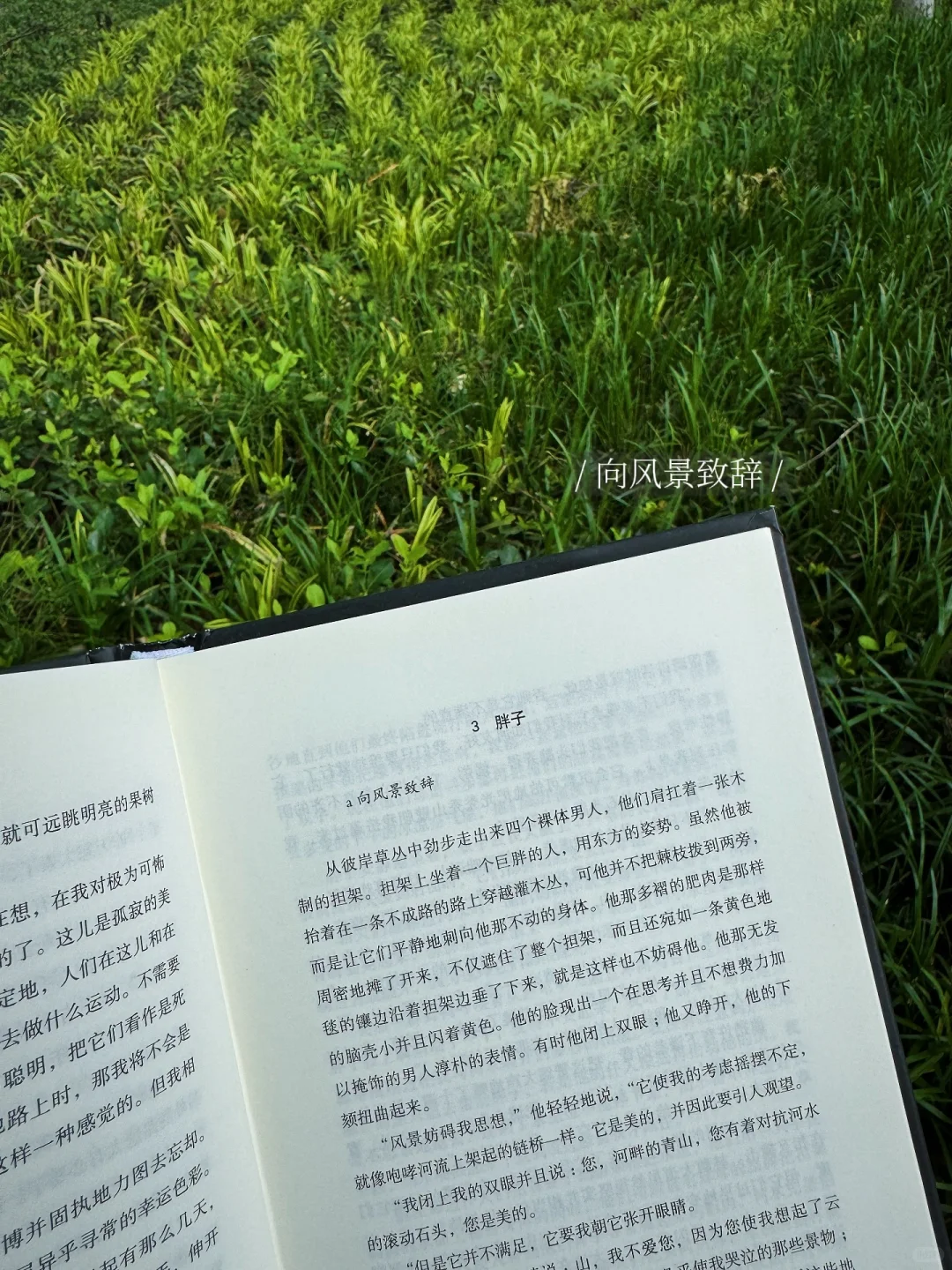 我的解压方式：阅读、散步、看树、不联系🌁