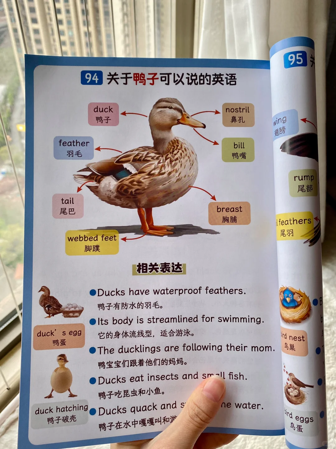 如果我刚买小蝌蚪点读笔时刷到这文章该多好
