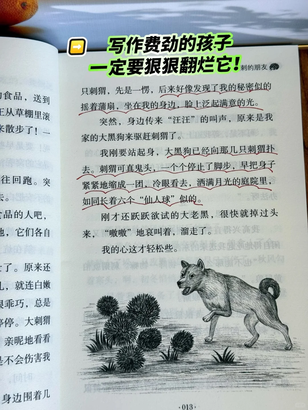 《带刺的朋友》：让孩子在阅读中找到乐趣🔥