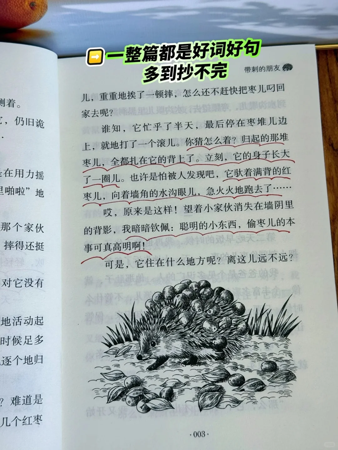 《带刺的朋友》：让孩子在阅读中找到乐趣🔥