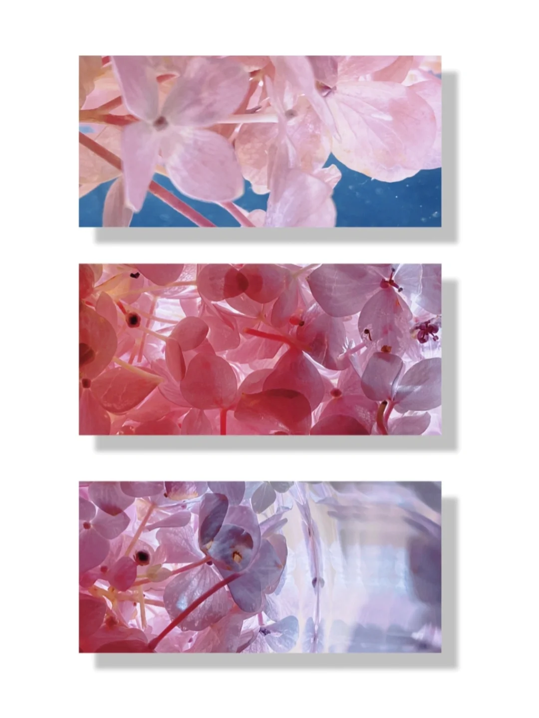 拥有自由，鲜花，书籍和月亮的人，怎会不快乐？