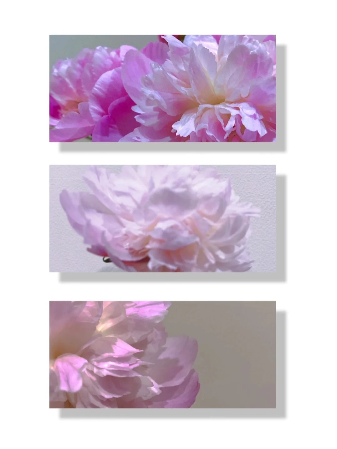 拥有自由，鲜花，书籍和月亮的人，怎会不快乐？