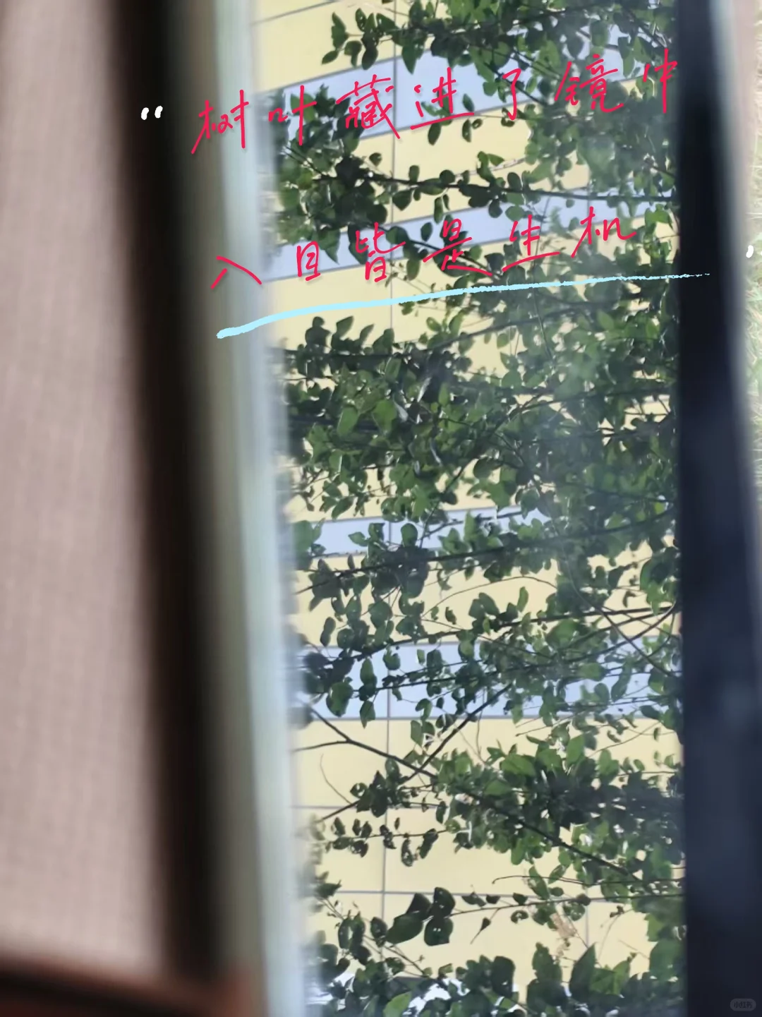 阳光 阅读 树木