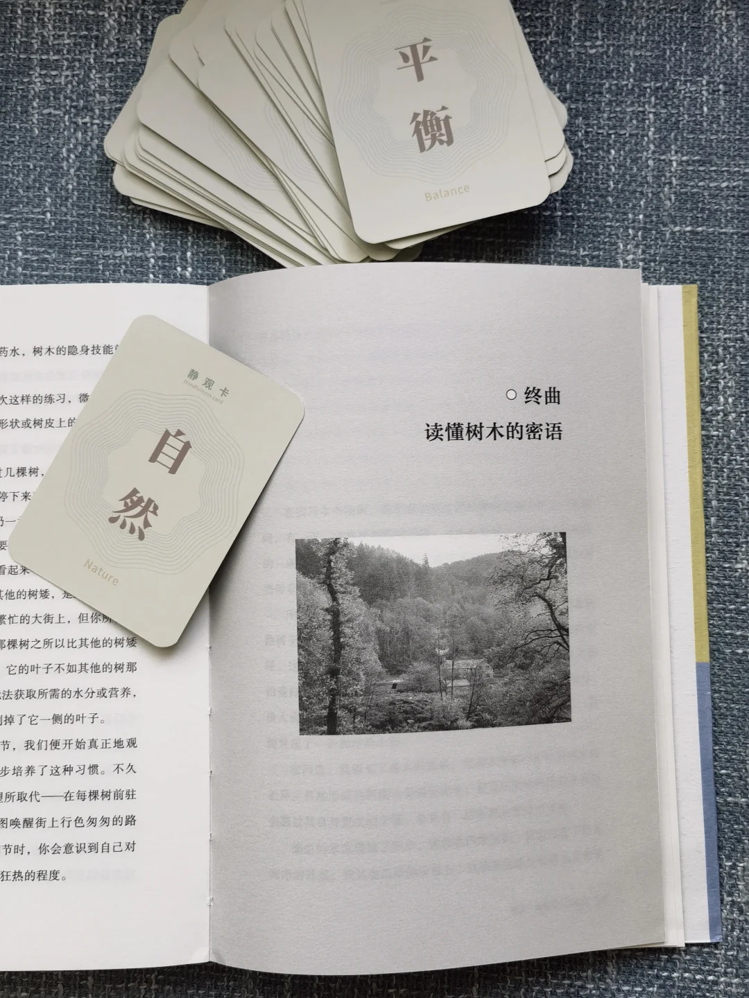这大概就是🌳自然疗愈的意义