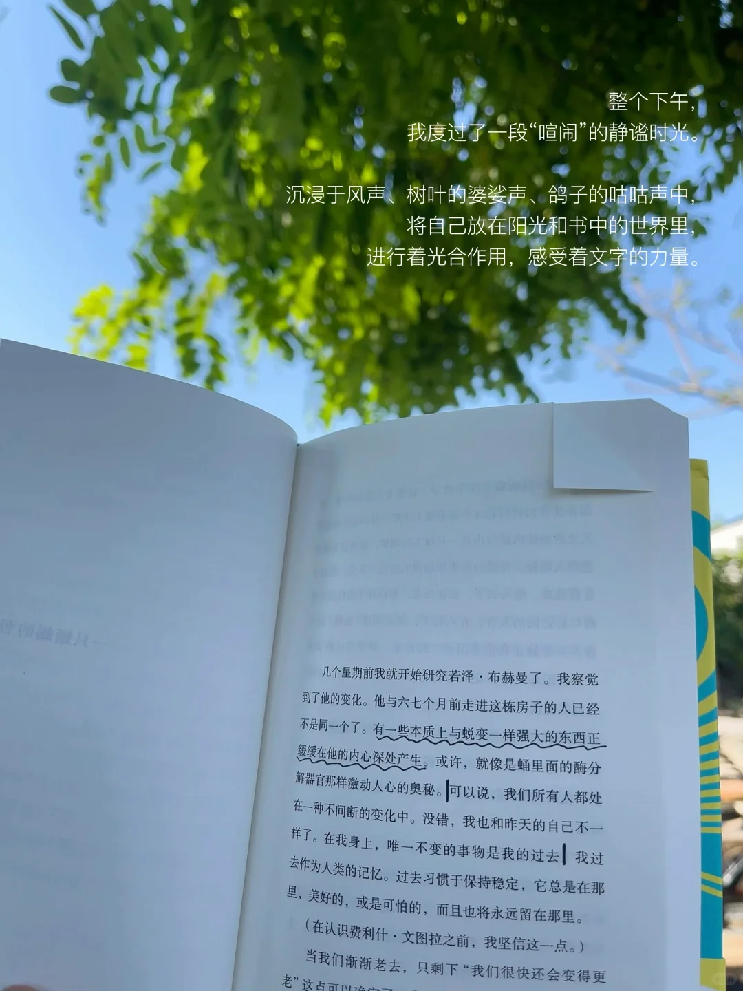 只有风、树、阳光、书和我