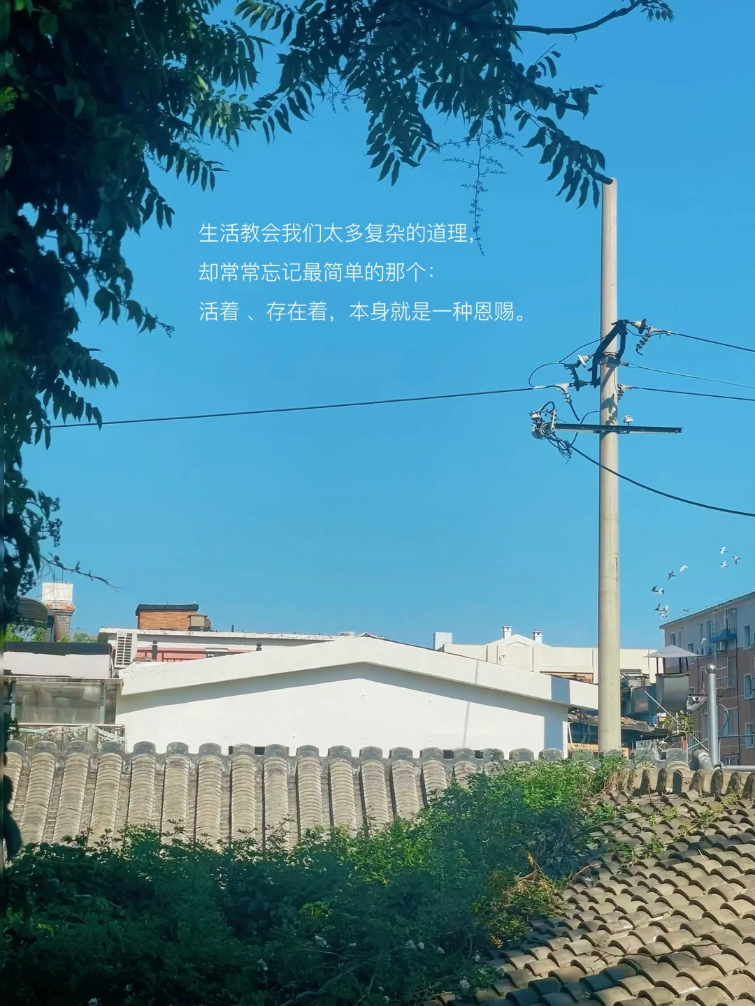 只有风、树、阳光、书和我