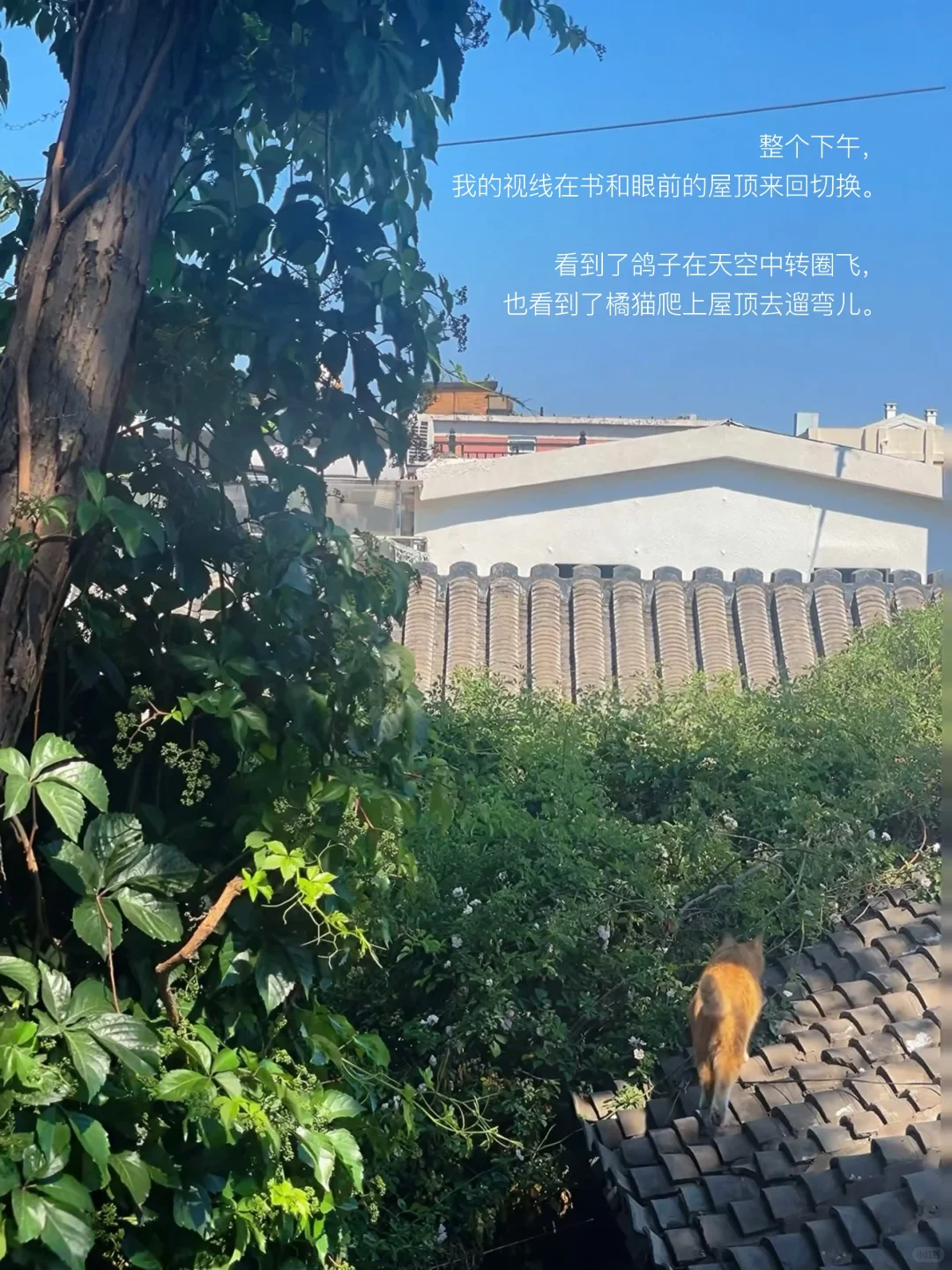 只有风、树、阳光、书和我