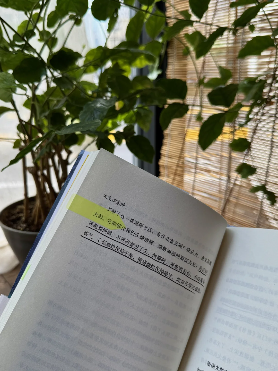 雨天、独处、阅读，像植物一样自由生长