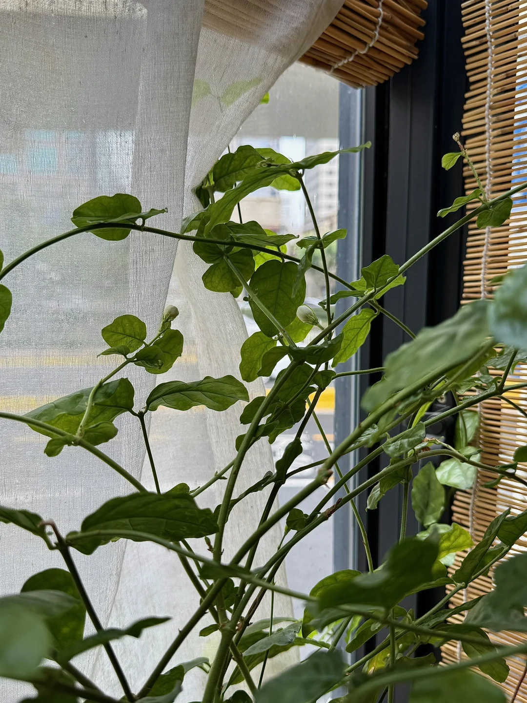 雨天、独处、阅读，像植物一样自由生长